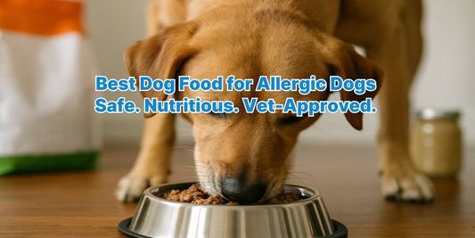 A golden retriever happily eating from a stainless steel bowl in a sunny backyard, representing healthy food for allergic dogs.