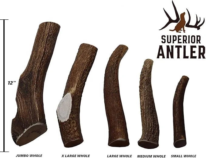 1-X Large Antler, Whole. All Natural Premium Grade A. Antler Chew. Naturally Shed, Made in The USA. Guaranteed Satisfactio...
