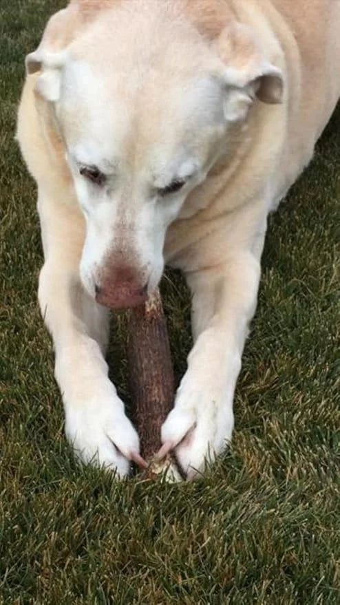 1-Medium Elk Antler –Single Pack. All Natural Premium Grade A. Antler Chew. L=5-8” Naturally shed, Hand-Picked, and Made i...
