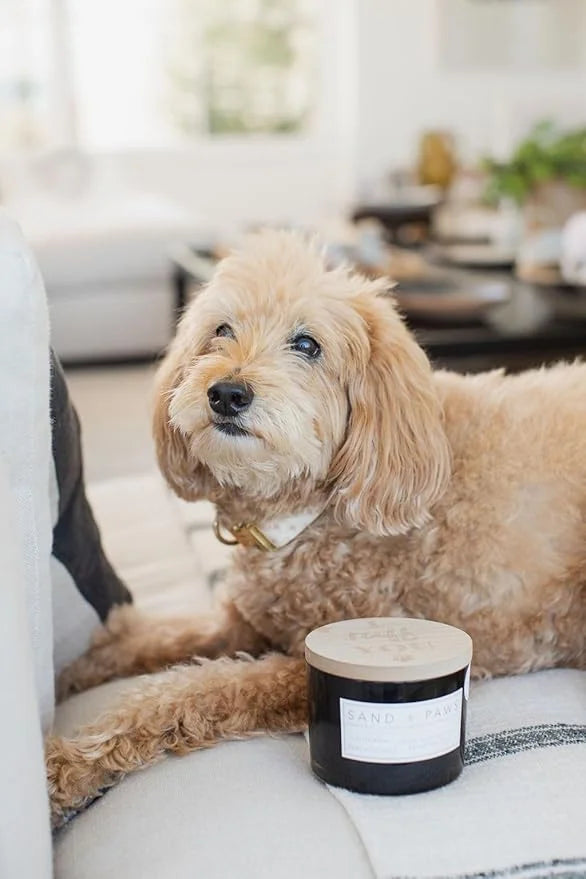 Sand + Paws Scented Candle - California Beach House–Luxurious Air Freshening Jar Candles Neutralize pet Odors and Enhance ...