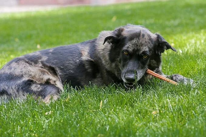 Top Dog Chews - Thick 12 Inch Bully Sticks, 100% Natural Beef, Free Range, Grass Fed, High Protein, Supports Dental Health...