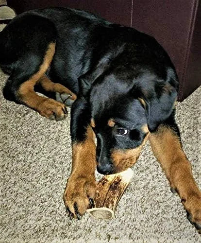 1-Medium Elk Antler –Single Pack. All Natural Premium Grade A. Antler Chew. L=5-8” Naturally shed, Hand-Picked, and Made i...
