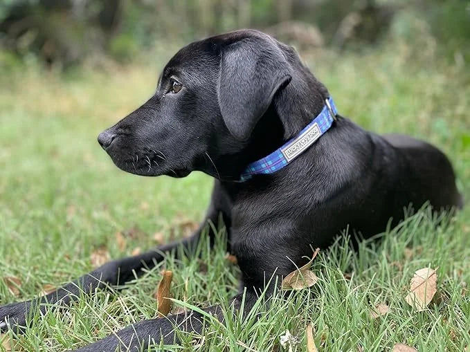 Lucky Love Dog, Blue and Violet Plaid Dog Collar, Adjustable & Comfy Collar for Boy and Girl Dog, Easy On & Off Clasp Acce...
