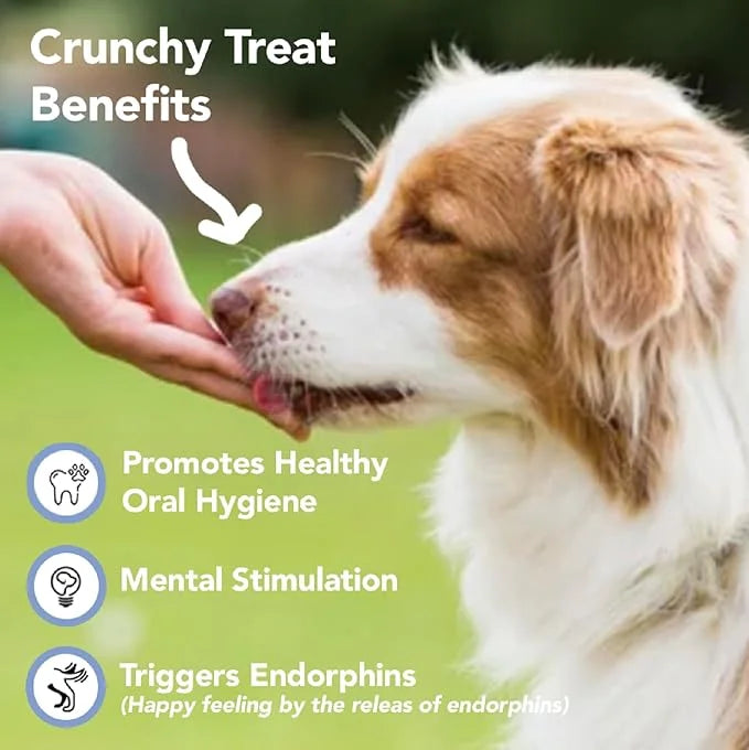 Marcy's Pet Kitchen- All Natural, Crunchy, Pumpkin Biscuit Dog Treats - Homemade - Crunchy Approved- Vegan, Gluten Free, H...