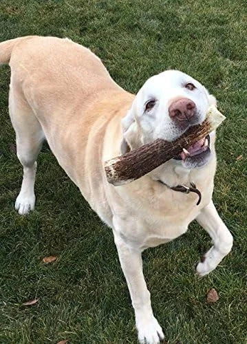 1-X Large Antler, Whole. All Natural Premium Grade A. Antler Chew. Naturally Shed, Made in The USA. Guaranteed Satisfactio...