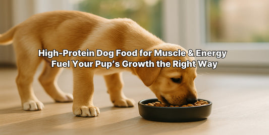 A healthy puppy eating high-protein dog food from a bowl, symbolizing strength, growth, and energy under warm natural light.