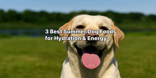 Happy dog outdoors in summer, symbolizing hydrating and high-protein dog food for energy.