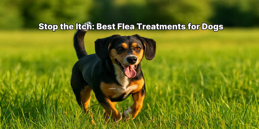 A happy Beagle mix dog playing outdoors, representing effective flea and tick treatment for dogs to ensure comfort and health.