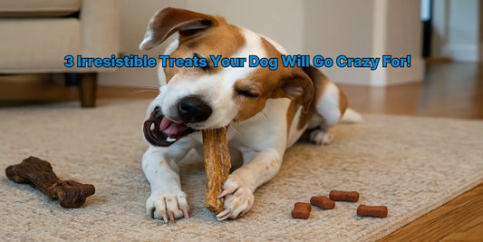A playful dog chewing on a treat while lying on a cozy rug in a warm living room, surrounded by several other chew toys.