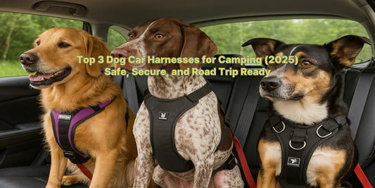 Three dogs wearing car harnesses seated in a backseat, ready for a safe camping or road trip adventure in 2025.