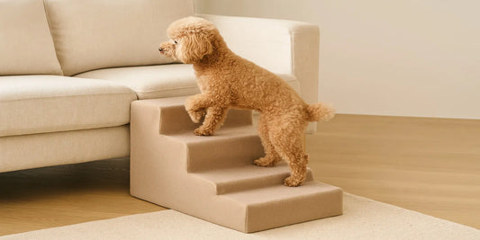 A small apricot poodle uses a beige four-step dog stairs ramp to climb onto a light sofa in a cozy living room setting.
