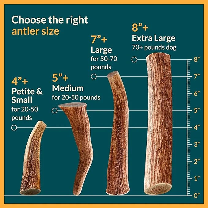 100% Natural - Antlers For Dogs - Elk Antlers for Very Large Dogs - Naturally Shed in USA - Grade A Dog Antler Chews - Dog...