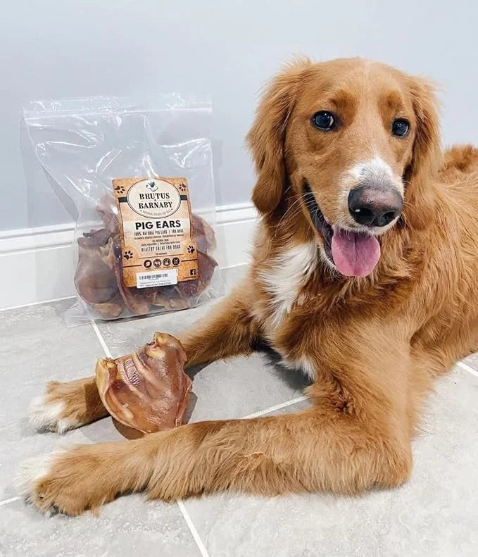 100% Natural Whole Pig Ear Dog Treat - 12 Pack Our Healthy Pig Ears Are Easy To Digest, Chemical & Hormone Free Thick Cut ...