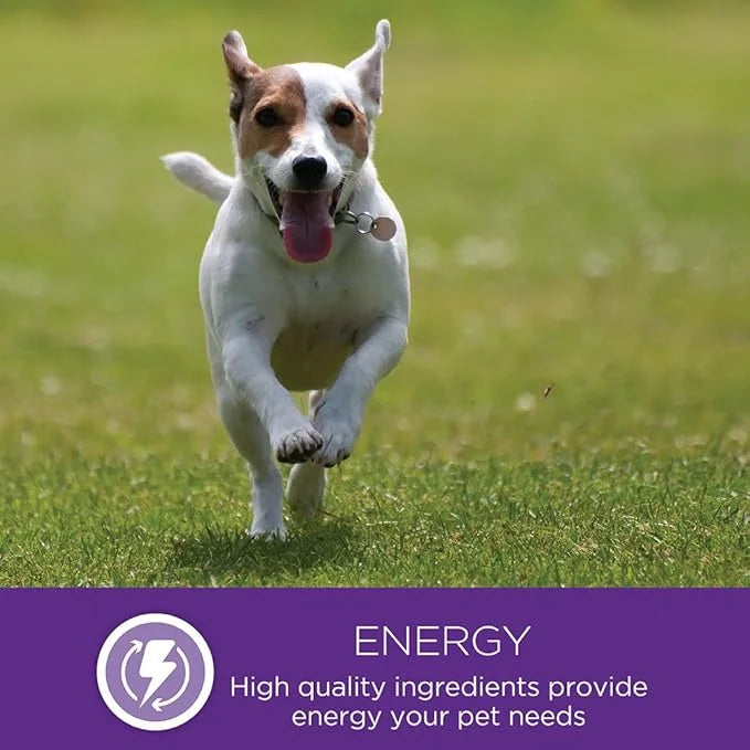 Wellness Natural Pet Food Petite Entrees Casserole Grain Free Natural Wet Small Breed Dog Food, Tender Chicken, Green Bean...