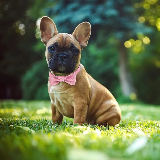 Bling Dog Bow Tie Collar for Puppy Small Dogs and Cats, Cute Pink Girl Dog Collar with Bow for Daily Walking or Holiday Pa...