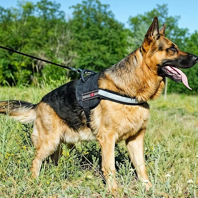 2Pcs Service Dog Patches for Harness, Removable Emotional Support Dog Vest Patches, Black in Training Dog Patch, Working D...
