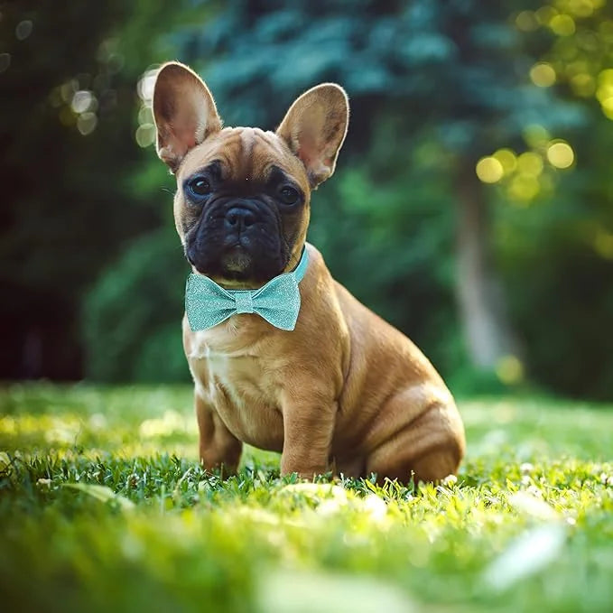 Bling Dog Bow Tie Collar for Small Medium Dogs, Cute Teal Boy Dog Collar with Bow for Daily Walking or Christmas Holiday (...