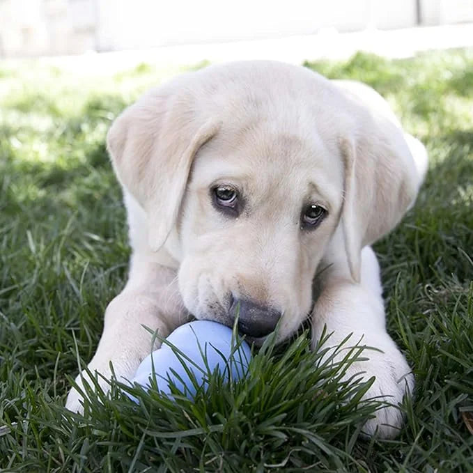 KONG Puppy - Natural Teething Rubber Chew Toy for Dogs - Stuffable Dog Toy for Extended Playtime - Chew & Fetch Toy for Pu...